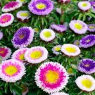 Aster Hinomaru Mix Pompon Nongmo Pollinators Annual Cut Flowers 200 Seeds Fresh For Garden