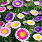 Aster Nova Mix Needle Large Flowers Annual Bees Butterflies Nongmo 200 Seeds Fresh For Garden Aster Nova Mix Needle Large Flowers Annual Bees Butterflies Nongmo 200 Seeds Fresh For Garden