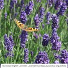 Lavender Munstead Perennial Container Garden Medicinal Dried Nongmo 200 Seeds Fresh For Garden