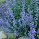 Catmint Lavender Blue Heirloom Perennial Teas Insect Repellant Nongmo 200 Seeds Fresh For Garden