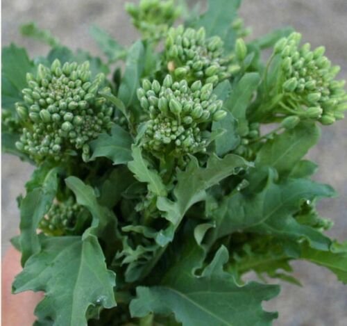 Broccolraab Spring Rapincool Season Microgreens Italian Nongmo 500 Seeds Fresh For Garden