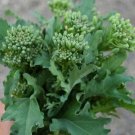 Broccolraab Spring Rapincool Season Microgreens Italian Nongmo 500 Seeds Fresh For Garden Broccolraab Spring Rapincool Season Microgreens Italian Nongmo 500 Seeds Fresh For Garden
