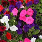 Petunia Dwarf Mix Multicolor Compact Containers Flower Garden Spring 2000 Seeds Fresh For Garden Petunia Dwarf Mix Multicolor Compact Containers Flower Garden Spring 2000 Seeds Fresh For Garden