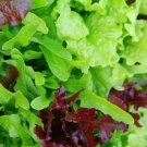 Lettuce Leaf Blend Heirloom 8Types Microgreens Containers A Nongmo 1000 Seeds Fresh For Garden