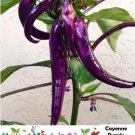 Hot Pepper Cayenne Purple 30000 Scovilles Capiscum Medium Nongmo 60 Seeds Fresh For Garden