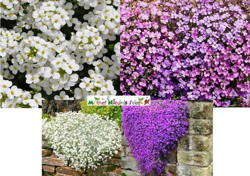 Ground Cover Rock Cress Mixed Colors Perennial Aubrieta Nongmo 1000 Seeds Fresh For Garden