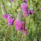 Clover Purple Prairie Legume Honey Bees Pollinators Perennial Nongmo 2000 Seeds Fresh For Garden Clover Purple Prairie Legume Honey Bees Pollinators Perennial Nongmo 2000 Seeds Fresh For Garden