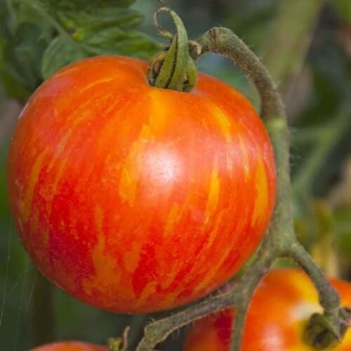 Tomato Mr Stripey Indeterminate Heirloom Slicing Tomato A Nongmo 50 Seeds Fresh For Garden