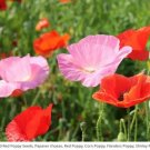 Poppies Red Poppy Seeds Mixed American Legion Flanders Shirley Field 1500 Seeds Fresh For Garden
