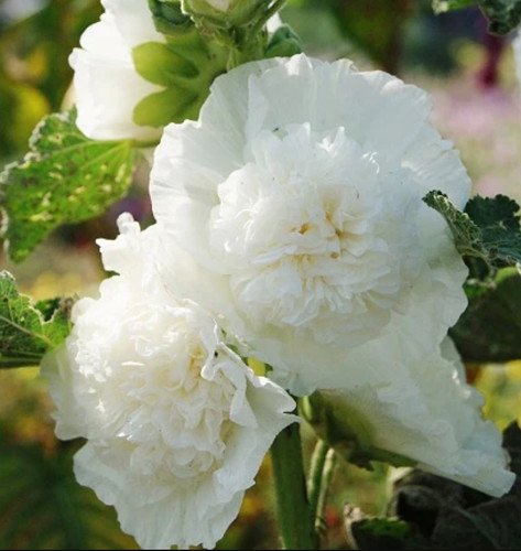 Hollyhock Chaters Double White Peony Flowered Blooms Biennial Nongmo 25 Seeds Fresh For Garden