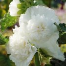 Hollyhock Chaters Double White Peony Flowered Blooms Biennial Nongmo 25 Seeds Fresh For Garden Hollyhock Chaters Double White Peony Flowered Blooms Biennial Nongmo 25 Seeds Fresh For Garden