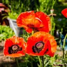 Poppy Prince Of Orange Red Flowers Oriental Perennial Poppies Nongmo 500 Seeds Fresh For Garden