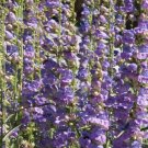 Penstemon Onesided Purple Perennial Beardtongue Hummingbirds Nongmo 500 Seeds Fresh For Garden
