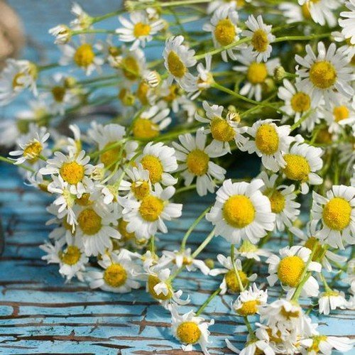 Herb Roman Chamomile Medicinal Heirloom Fragrant Perennial Nongmo 500 Seeds Fresh For Garden