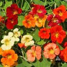 Nasturtium Tip Top Mix Dwarf Vine Red Orange Tubular Edible Nongmo 25 Seeds Fresh For Garden
