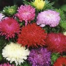 Aster Peony Duchess Mixed Colors Mother Natures Seeds A Nongmo 200 Seeds Fresh For Garden