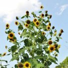 Sunflower Skyscraper 144” Tall Edible Heirloom Huge Flowers Nongmo 25 Seeds Fresh For Garden Sunflower Skyscraper 144” Tall Edible Heirloom Huge Flowers Nongmo 25 Seeds Fresh For Garden