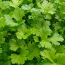 Parsley Italian Giant Herb Container Garden Edible Culinary Nongmo 500 Seeds Fresh For Garden
