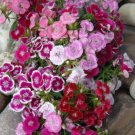 Sweet William Dianth Dwarf Wee Willie Mix Partshade Ok Nongmo 200 Seeds Fresh For Garden Sweet William Dianth Dwarf Wee Willie Mix Partshade Ok Nongmo 200 Seeds Fresh For Garden