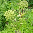 Herb Angelica Holy Ghost Biennial Culinary Licorice Fragrant Nongmo 100 Seeds Fresh For Garden