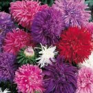 Aster Ostrich Feather Cut Flowers Annual Attracts Pollinators Nongmo 100 Seeds Fresh For Garden