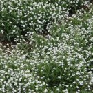 Forget Me Nots White Perennial Moon Garden Ground Cover Border Nongmo 500 Seeds Fresh For Garden