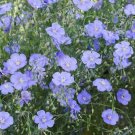 Blue Flax Perennial Linum Lewisiamerican Native Wildflower Nongmo 500 Seeds Fresh For Garden Blue Flax Perennial Linum Lewisiamerican Native Wildflower Nongmo 500 Seeds Fresh For Garden
