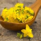 St Johns Wort Hypericum Yellow Medicinal Herb Perennial Nongmo 500 Seeds Fresh For Garden St Johns Wort Hypericum Yellow Medicinal Herb Perennial Nongmo 500 Seeds Fresh For Garden