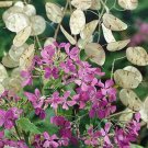 Money Plant Lunaria Annua Violet Dried Flower Arrangements Nongmo 100 Seeds Fresh For Garden Money Plant Lunaria Annua Violet Dried Flower Arrangements Nongmo 100 Seeds Fresh For Garden