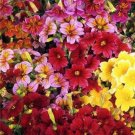 Painted Tongue Superbissima Mix Heirloom Salpiglossis Nongmo 500 Seeds Fresh For Garden