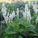 Clary Sage White Swan Salvia Birds Butterflies Pollinators Nongmo 200 Seeds Fresh For Garden Clary Sage White Swan Salvia Birds Butterflies Pollinators Nongmo 200 Seeds Fresh For Garden