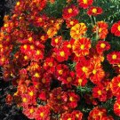 French Marigold Disco Red Beneficial Flowers In Gardens A Nongmo 100 Seeds Fresh For Garden