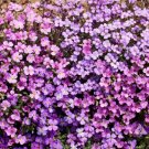 Ground Cover Rock Cress Purple Aubrieta Fragrant Pollinators Nongmo 1000 Seeds Fresh For Garden