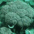 Broccolgreen Sprouting Calabrese Organic Heirloom Pure Seed 500 Seeds Fresh For Garden