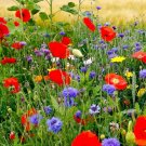 Wildflower Mix Fall Maximum Fall Planting Spring Spring Blooms 1000 Seeds Fresh For Garden Wildflower Mix Fall Maximum Fall Planting Spring Spring Blooms 1000 Seeds Fresh For Garden