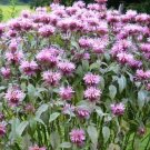 Bee Balm Wild Bergamot Perennial Beneficial Bees Hummingbirds Nongmo 500 Seeds Fresh For Garden Bee Balm Wild Bergamot Perennial Beneficial Bees Hummingbirds Nongmo 500 Seeds Fresh For Garden