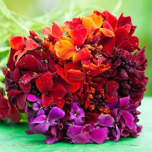 Wallflower Passion Mix Red Orange Fragrant Biennial Pollinators Nongmo 200 Seeds Fresh For Garden