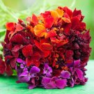 Wallflower Passion Mix Red Orange Fragrant Biennial Pollinators Nongmo 200 Seeds Fresh For Garden
