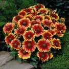 Blanket Flower Dwarf Goblin Gaillardia Perennial Native Flower Nongmo 50 Seeds Fresh For Garden Blanket Flower Dwarf Goblin Gaillardia Perennial Native Flower Nongmo 50 Seeds Fresh For Garden