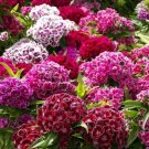 Sweet William Dianth Herald Of Spring Mix Partial Shade Ok Nongmo 200 Seeds Fresh For Garden