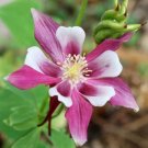 Columbine Rose Star Perennial Pollinator Attractor Partshade Nongmo 100 Seeds Fresh For Garden Columbine Rose Star Perennial Pollinator Attractor Partshade Nongmo 100 Seeds Fresh For Garden