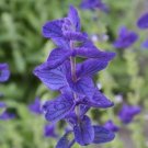 Clary Sage Blue Monday Salvia Perennial Medicinal Sun Or Shade Nongmo 200 Seeds Fresh For Garden Clary Sage Blue Monday Salvia Perennial Medicinal Sun Or Shade Nongmo 200 Seeds Fresh For Garden