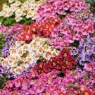 Butterfly Flower Angel Wings Schizanth Mix Poor Mans Orchid Nongmo 500 Seeds Fresh For Garden