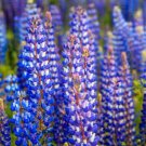 Lupine Wild Perennial Hummingbird & Bee Favorite Heirloom Pure Nongmo 50 Seeds Fresh For Garden