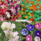 Climbers Deluxe Mix Colorful Morning Glory Sweet Pea Nasturtium Vines 50 Seeds Fresh For Garden