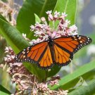 Milkweed Common Perennial Asclepias Pink Monarch Butterfly Host Plant 50 Seeds Fresh For Garden Milkweed Common Perennial Asclepias Pink Monarch Butterfly Host Plant 50 Seeds Fresh For Garden
