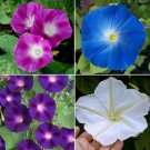 Morning Glory Top O The Morning Mix Tall Vine Hummingbirds Nongmo 100 Seeds Fresh For Garden