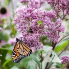 Joe Pye Weed Sweet Perennial Fall Planting Pollinators Butterflies A 300 Seeds Fresh For Garden Joe Pye Weed Sweet Perennial Fall Planting Pollinators Butterflies A 300 Seeds Fresh For Garden