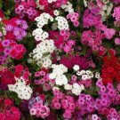 Phlox Tall Mix 18 Pink White Red Flowers Spring Heirloom Pure Nongmo 500 Seeds Fresh For Garden