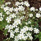 Babys Breath White 18 Tall Cutflowers Popular A Nongmo Heirloom 2000 Seeds Fresh For Garden